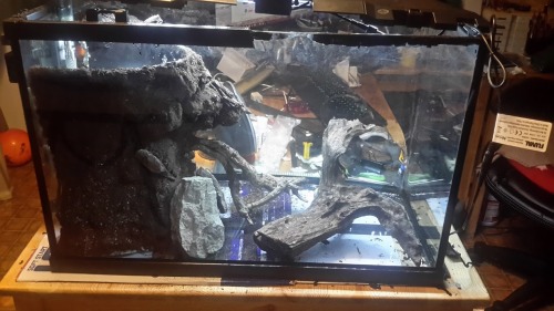 ok, i know the pics are crap, but I am pleased with the results of my mud tower. I will get my actual camera’s batteries charged for tomorrow, and move some things on my desk out of the way. This is where the paludarium stands at the end of the day....