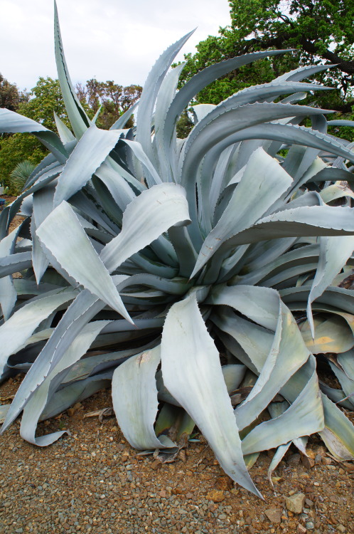 flora-file: Agave franzosinii (by flora-file)