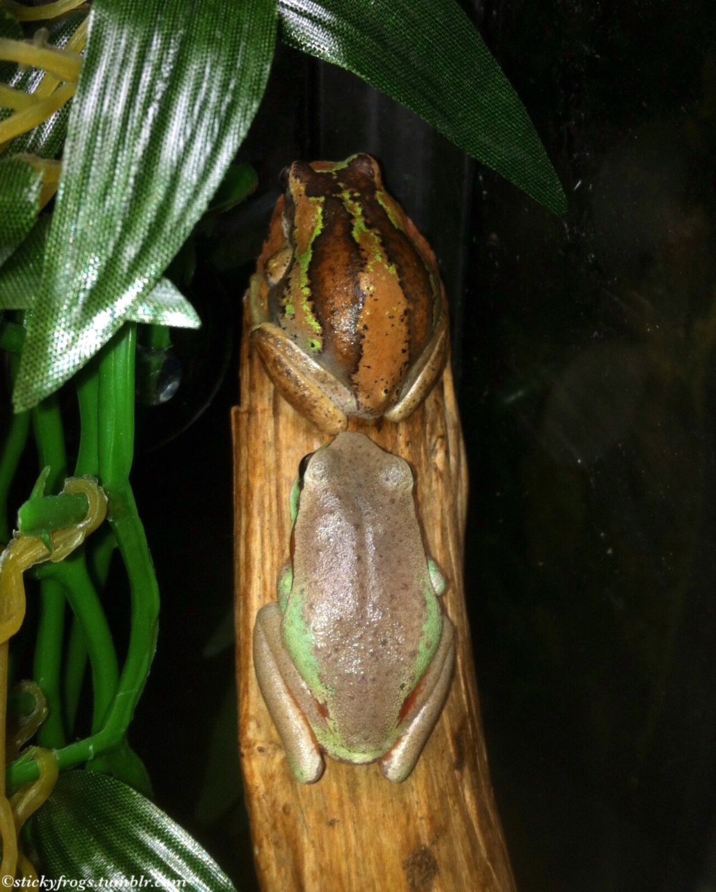 Sticky Frogs — Today in the Small Frogs Tank it was important to