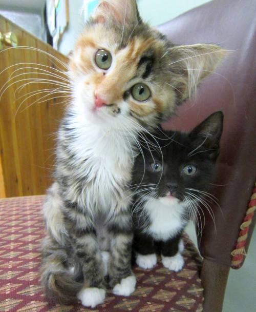 awwww-cute:  This came up on my Facebook newsfeed from my local animal shelter 