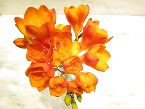 Tangerine Freesia