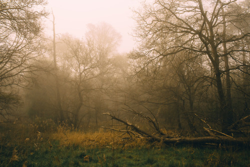 adambenhall:Thetford Forest - 21.04.2019