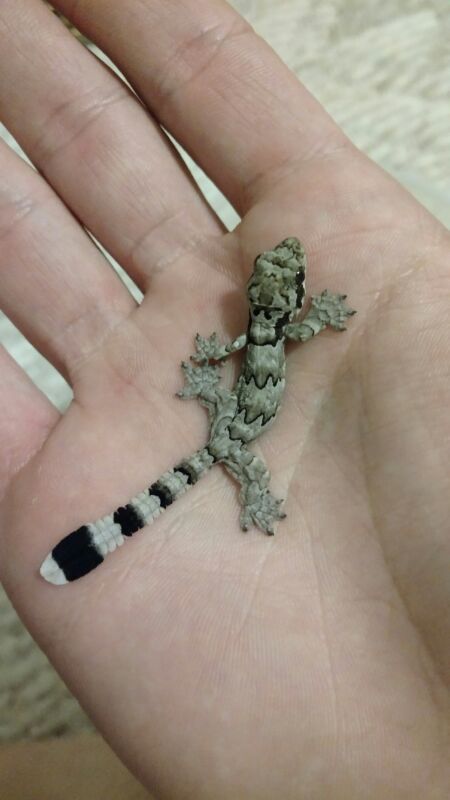 varanusindicus:  I finally managed to get some more Flying Geckos! It took a two