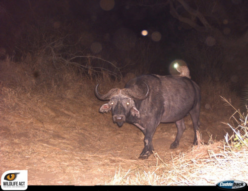 strangebiology:Apparently large-spotted genets like riding animals. This was captured on a trapcam.