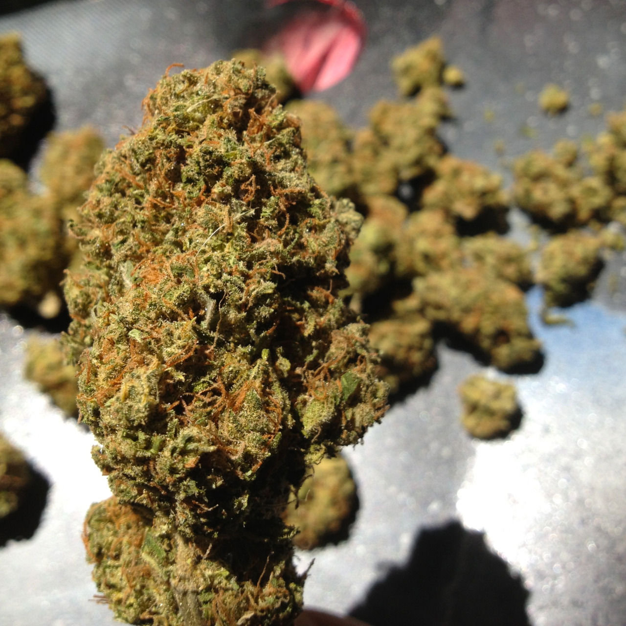 iamoppo:  Super Silver Haze (Skunk x Northern Lights x Haze)