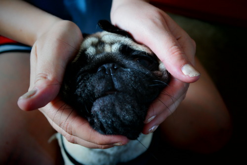 Penny the Pug during her daily face massage