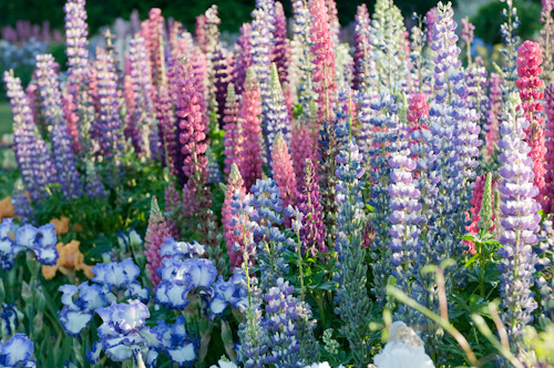 XXX alibabe48:  floralls:   Cottage garden  by photo