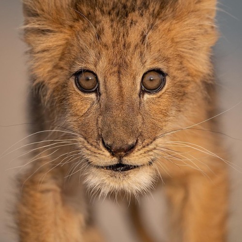 Lion Cub by © malekalhazzaa