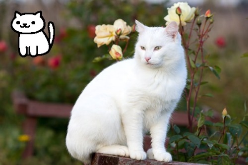 youngnoblewoman: nerdfishgirl: anarchlynx: slytherinlynx: Real Neko Atsume Cats  I know there&r