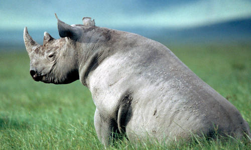 scienceyoucanlove:European hunters are responsible for the early decline of black rhino populations. It was not uncommon for five or six rhinos to be killed in a day for food or simply for amusement. European settlers that arrived in Africa in the early
