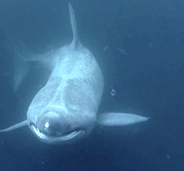 Rare sighting of basking shark in deeper water with its mouth closed.