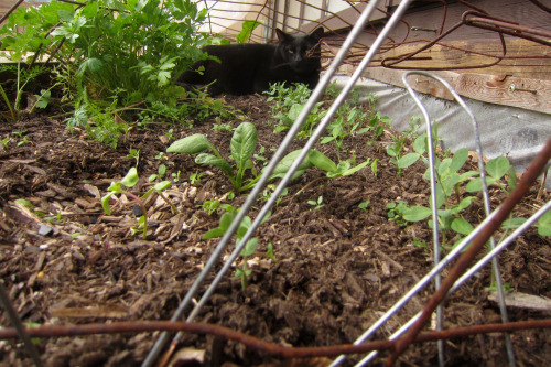 November 2015 - Spartacus evades anti-cat protection in the Deck BedCats are natural anarchists. Thi