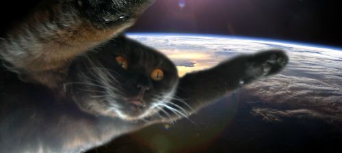 catsbeaversandducks:  “I must go. My planet needs me.” Photos by ©Skanh