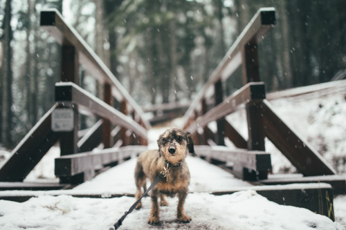 Winter hikes with my BFF