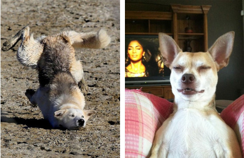 tastefullyoffensive:  Perfectly Timed Dog Photos [boredpanda]Previously: Before and After Pictures of Animals Growing Up 
