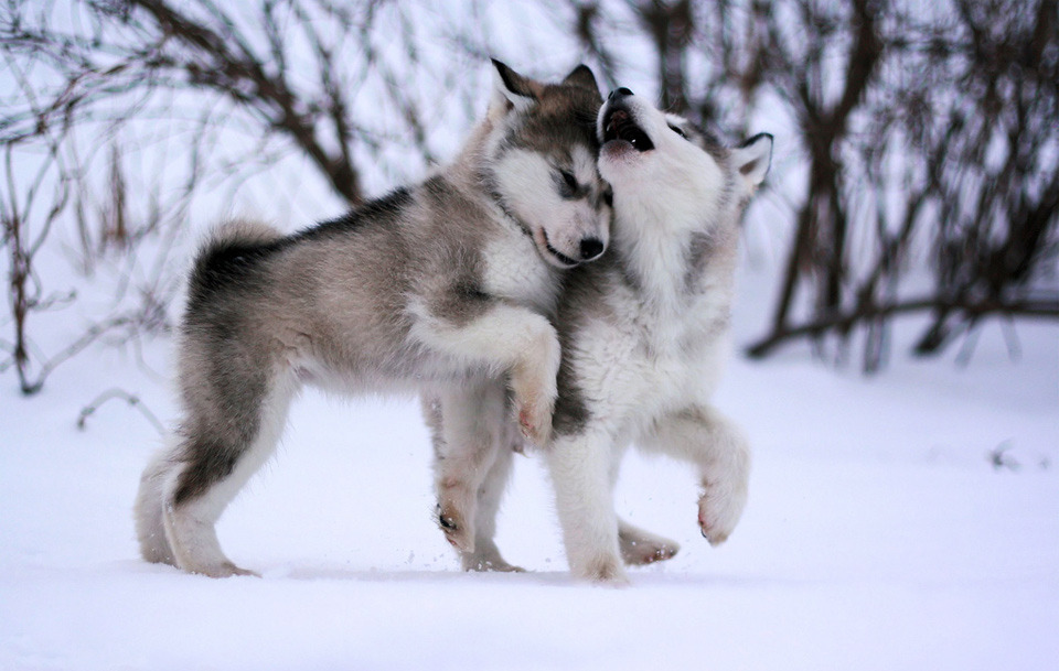 cute-baby-animals:  the ALASKAN MALAMUTEAFFECTIONATE, LOYAL, PLAYFUL  