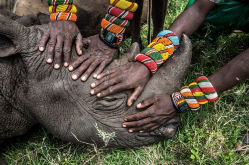 scienceyoucanlove:  PUTTING THE AMAZING AMY VITALE ON BLAST FOR HER INCREDIBLE PHOTO!AWARD WINNING PHOTOThis photo from Lewa, by Ami Vitale, won second prize in the nature category of the 2015 World Press Photo Contest, which has now been collected in