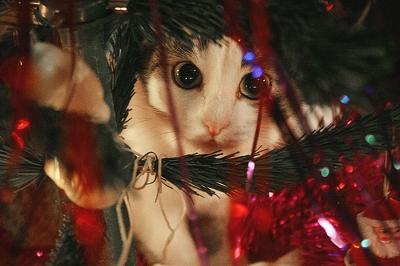 de-lila-a-medio-dia:    Inaugurating the Christmas season!   ♥