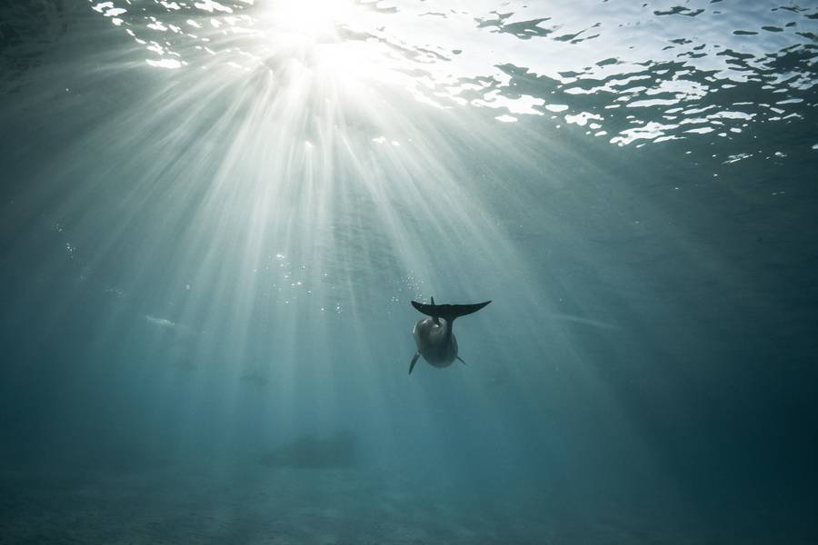 nevver:  Swimming with Sharks, Alex Voyer and  Alex Roubaud 