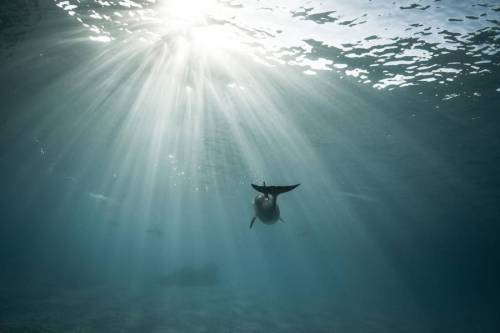 XXX nevver:  Swimming with Sharks, Alex Voyer photo