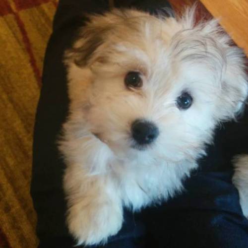 So I might have bought a puppy today&hellip;. #puppy #havanese #havanesepuppy #cute #petsofinsta