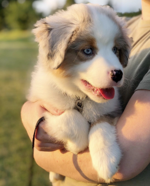 aww-so-pretty:Omg this dog is really so beautiful