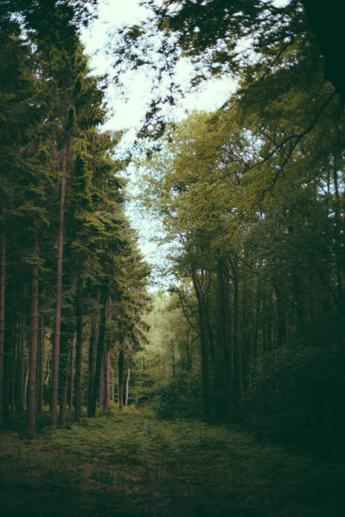 amargedom:  By: forest   