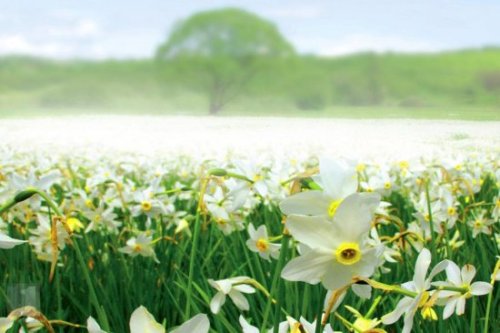 dorobozaru:aph-ukraina:Narcissus ValleyCarpathian Biosphere Reserve | UkraineCan I go to there??