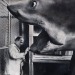 2headedfilmfanatic:Ingmar Bergman meets Bruce the Shark from Jaws (1975)