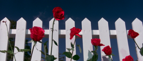 pecunningham:The flowers of David Lynch