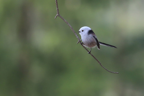 Common chaffinch/bofink, Long-tailed tit/stjärtmes and Yellowhammer/gulsparv. 