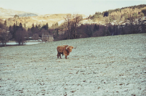 ecouter-bien:  abixgail:  wefotographie:  Scotland, January 2003.  oh my goodness!  OHMIGOD HIGHLAND CATTLE ARE MY FAVOURITE THING!!!! 