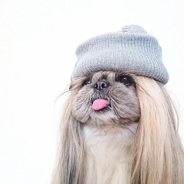babyanimalposts:  Click for the cutest posts imaginable!
