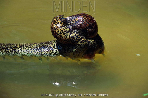 Croc Colours And Patterns