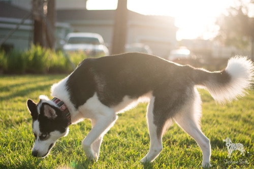 huskyhuddle: Sun Drunk Shepherds and Sibes Master Post for handsomedogs Sunray Sunday!!