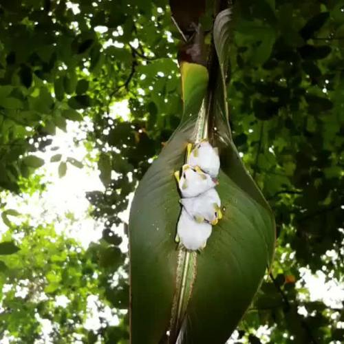 awwww-cute:  Honduran White Bats In Their Tent (Source: https://ift.tt/2KkrujN)