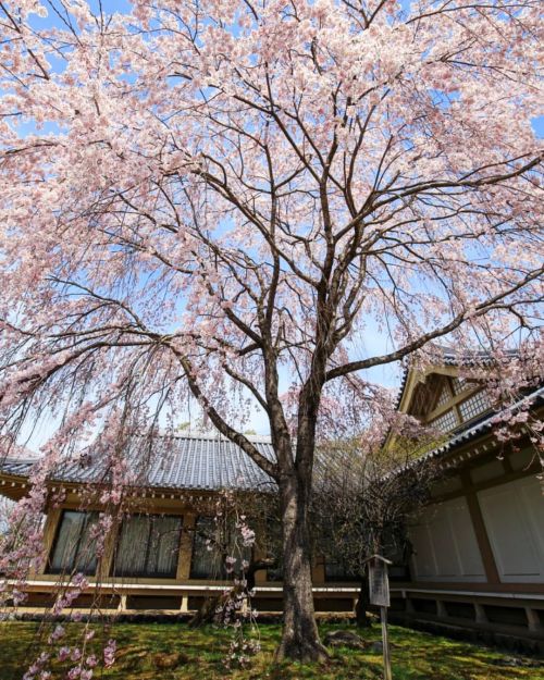 【京都府】醍醐寺霊宝館桜 . ようやく桜行けました . （2022/03/30撮影） . #醍醐寺の桜 #醍醐寺 #醍醐寺霊宝館 #桜 #桜2022 #京都桜 #桜満開 #京都の桜2022 #醍醐の桜