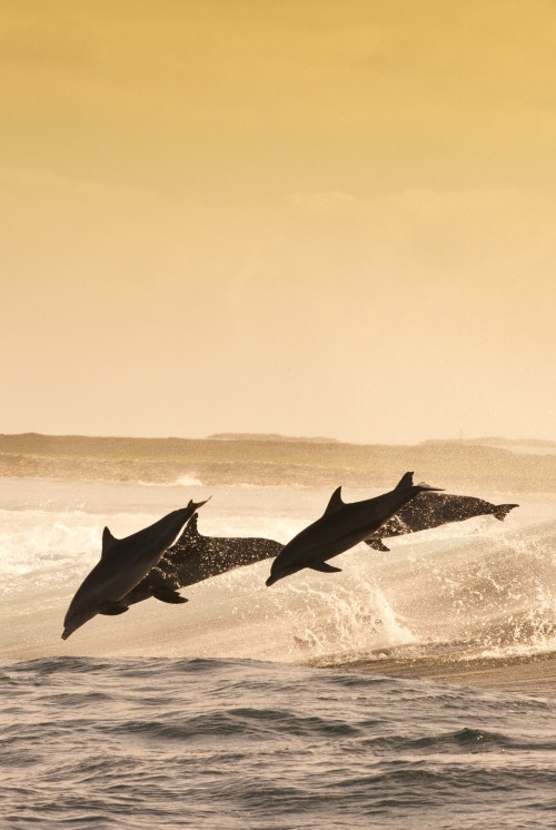 0rient-express:  dolphins | by mike riley.      