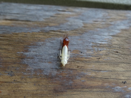 I found this roach under a piece of wood in my back yard. 