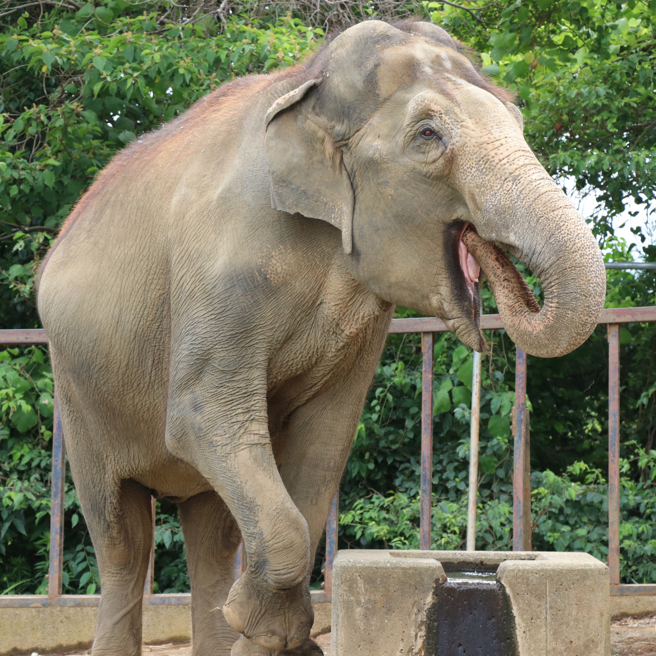 Elephas Maximus Tumblr Posts Tumbral Com Elephas Maximus Tumblr Posts Tumbral Com
