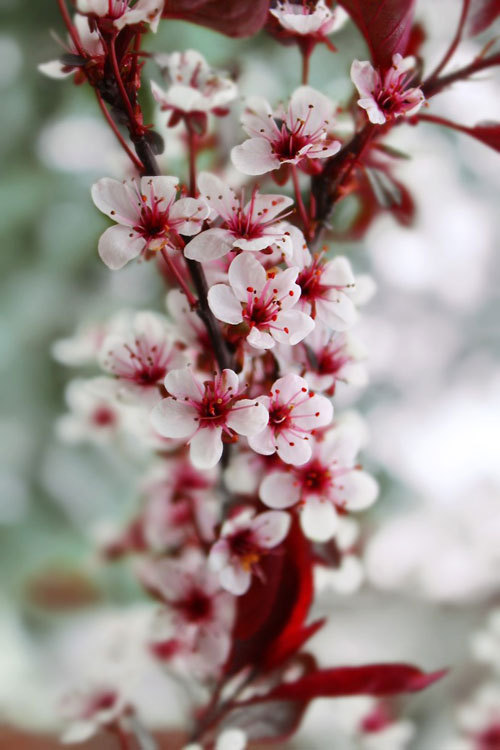 earthyday:Pink Flowersby Susan C.