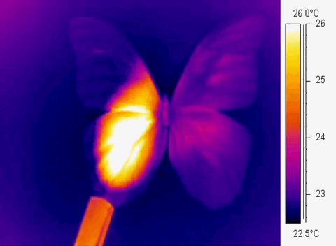 generalelectric:  A demonstration from GE Global Research showing how the iridescent properties of Morpho butterfly wings could help inspire the next generation of thermal imaging sensors. 