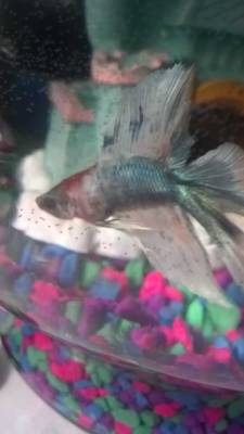 submurged-life:  If you need proof that bettas should have at least 2.5 gallons, heated and filtered, here it is. The first picture is my betta, Tamaki, which I rushed into buying and had no clue how to take care of him. Thankfully, someone with knowledge