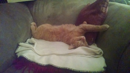 This is how my cat sleeps