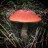 Magickal Toadstool