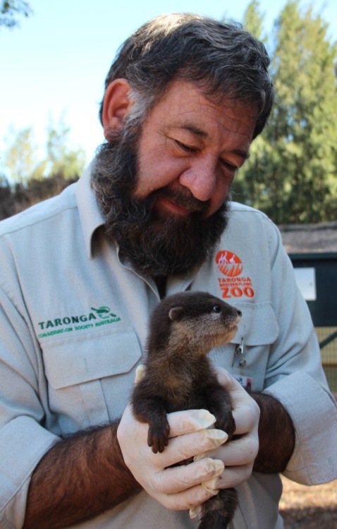 maggielovesotters:Ridiculously cute baby otters at Taronga Zoo - photos from Zooborns   http://www.zooborns.com/zooborns/2015/03/otter-pups-venturing-out-with-their-fam.html
