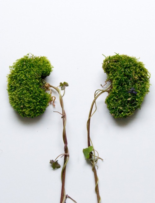 Human Organs Formed with Wild Plant Arrangements by Camila Carlow UK-based, Guatemalan-born artist C