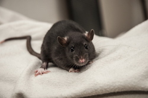 Lil ratties from E-litter.