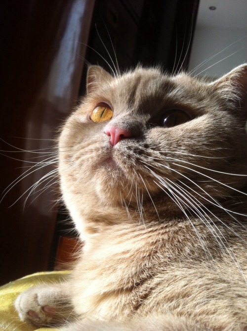 My cat enjoying the midday sun