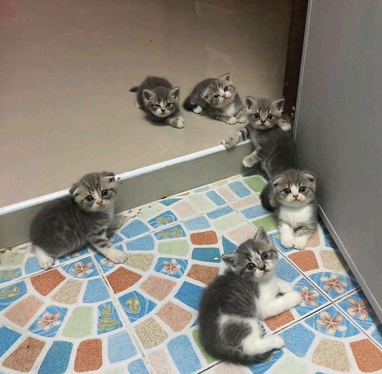 toebeansandwhiskers:  Kitten hangout! 